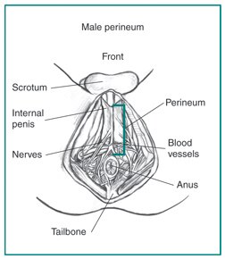 Itchy ridge between anus and scrotum